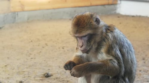 Lustiger Affe sitzt auf Sand im Öko-Park und isst Essen, schaut sich um