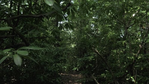 Tropical Rainforest at Summer Day in One of the Biggest Park - Batumi, Georgia