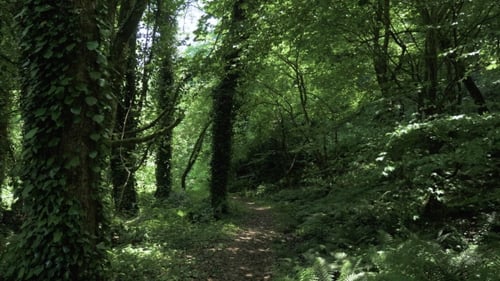 Tropical Rainforest at Summer Day in One of the Biggest Park - Batumi, Georgia