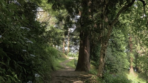 Tropical Rainforest at Summer Day in One of the Biggest Park - Batumi, Georgia
