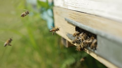 Bees Swarming Around a Wooden Beehive