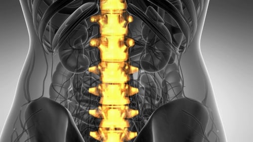 Animated Glowing Human Spine 3D Medical Anatomy Scan