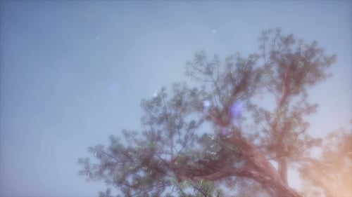 Sun Beams Through Trees