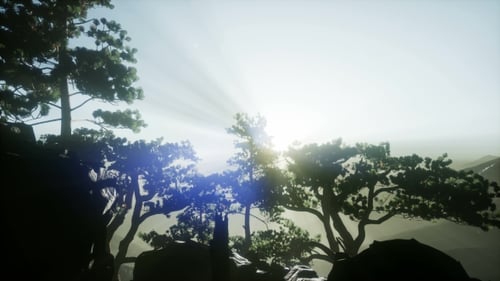 Sun Beams Through Trees