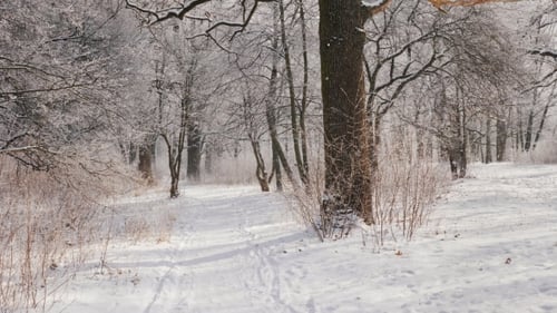 The Path in the Winter Forest, the Camera Is Moving, the View From the First Person