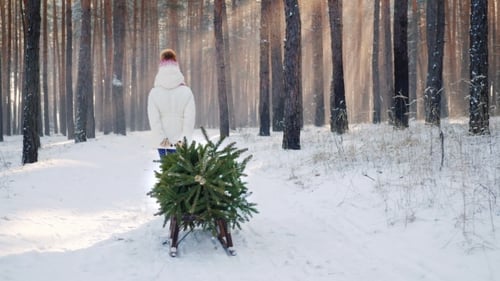 Une petite fille porte un sapin de Noël sur un traîneau en bois. Traverse la forêt enneigée