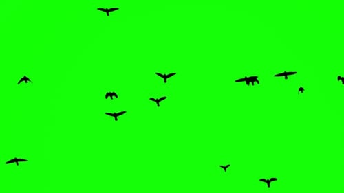 Black Birds Fly up at Top on Green Screen Background