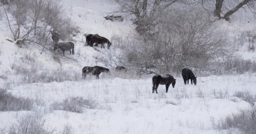 Horses Graze Peacefully in a Snowy Winter Landscape