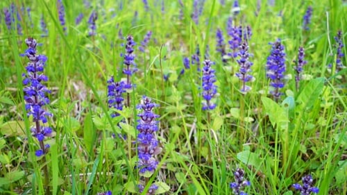 Beautiful Wild Flowers in Summer Field.