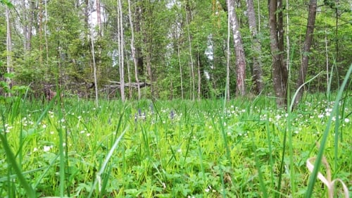 Beautiful Forest Glade on a Spring Day