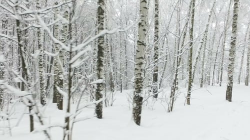 Winter Birch Forest in the Snow