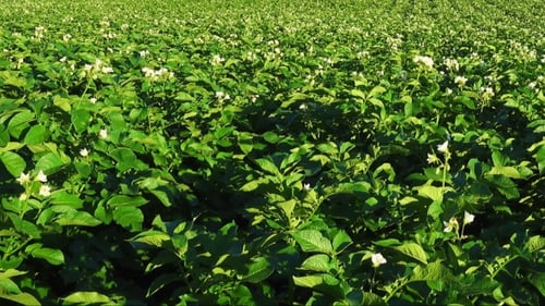 Blooming Potato Field, Plants with Flowers.