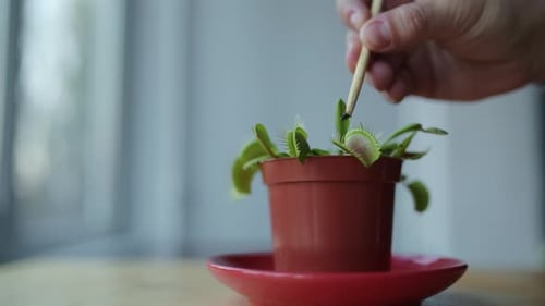 Fütterung von Venusfliegenfalleninsekten mit einer Pinzette