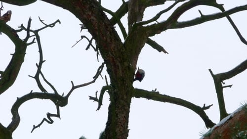 Woodpecker with Colorful Feathers Sitting on a Tree in Winter Forest