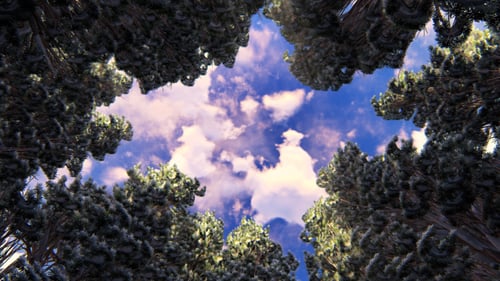 Below Trees 3