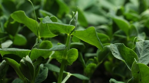 Growing Pea Bean Seeds Agriculture