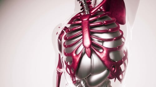3D Human Anatomy Scan: Medical Visualization of Internal Organs and Skeleton
