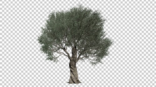Olive Tree