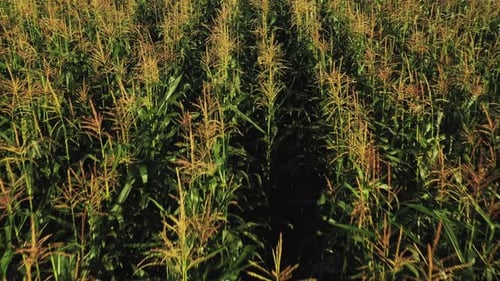 Green Maize Corn Field Plantation In Summer Agricultural Season. Flight Above Green Corn Field