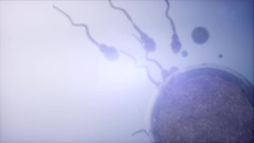 Animated Sperm Cells Fertilize Ovum Medical Animation