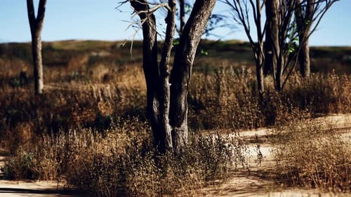 Desert Trees in Plains of Africa Under Clear Sky and Dry Floor with No Water