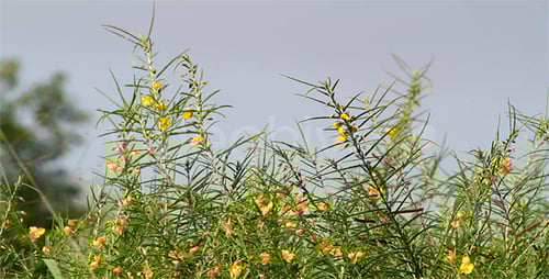 Bright Yellow Flowers Swaying in the Wind