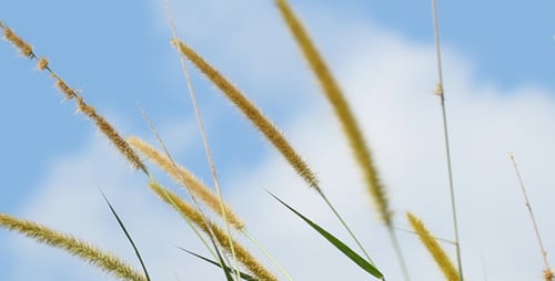 Grass Dancing In The Wind I