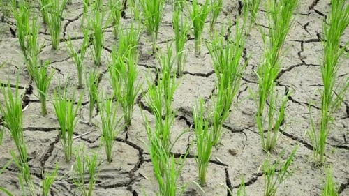 Rice Seedlings Grow in Dry Cracked Earth