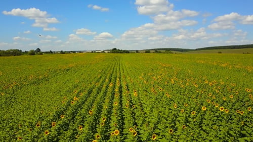 Campo de girasoles