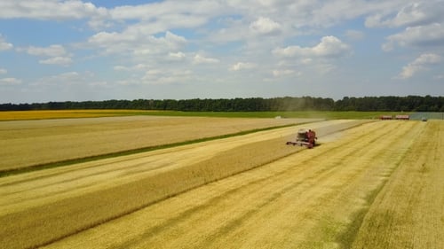 Combine Harvesting Wheat in Golden Rural Farmland