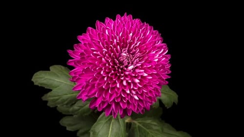 Blooming Pink Chrysanthemum Flower Close Up Shot