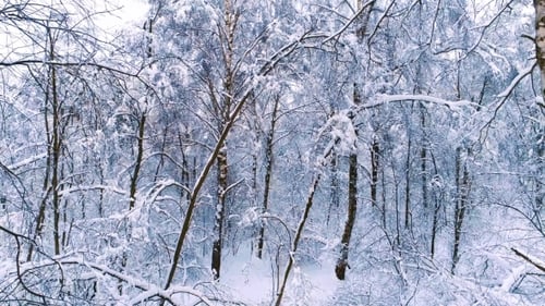 Snowy Branches in Forest. Winter Fairy Background