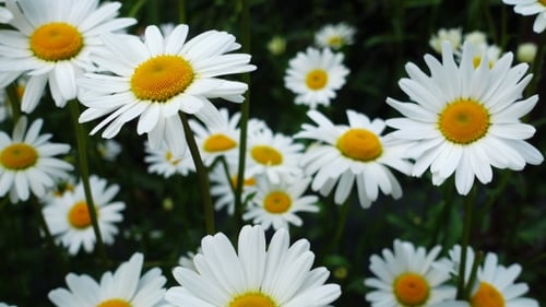 Close-up of White Daisies in a Field
