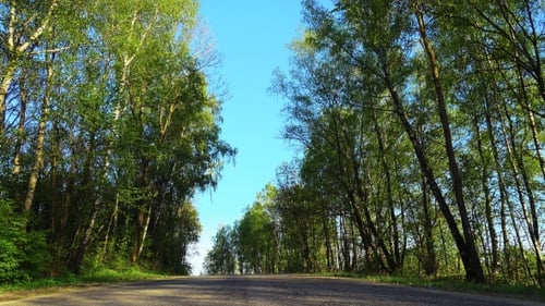 Asphaltierte Landstraße durch wunderschönen Wildwald