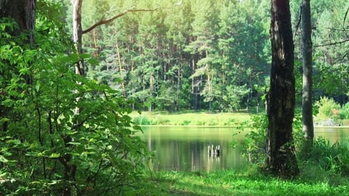Wild Forest and Lake at Beautiful Day