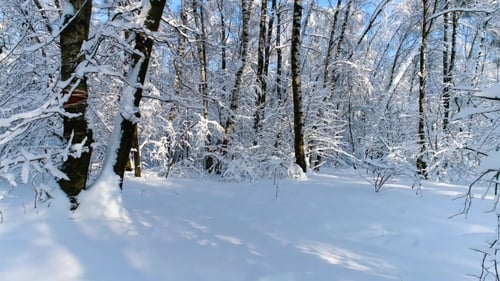 Snowy Branches in Forest. Winter Fairy Background