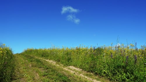 Country Road in Summer Field at Beautiful Day