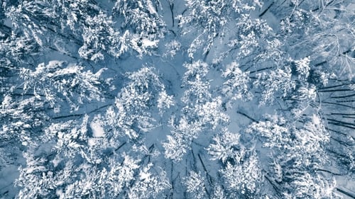 Verschneite Zweige im Wald. Winterfee-Hintergrund