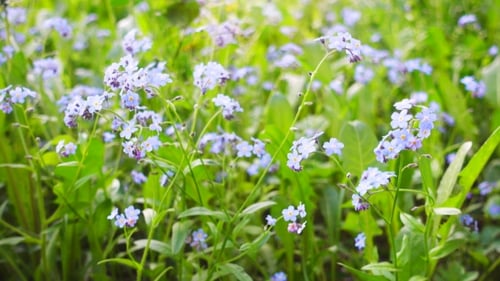 Springtime Forget-Me-Nots Blooming in Green Meadow