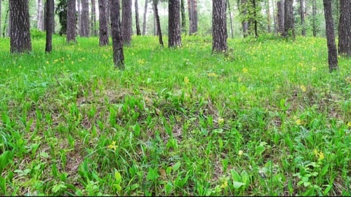 Beautiful Spring Forest and Flowers