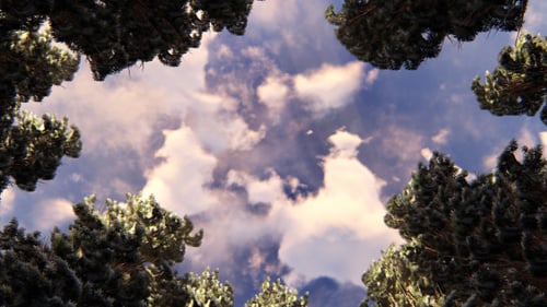 Below Trees 4