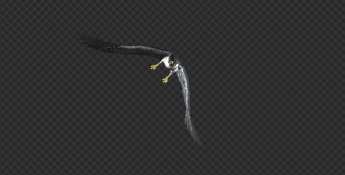 Realistic Animated Falcon Bird Flying Alpha Channel