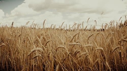 Field of Golden Ripe Wheat Ready To Be Harvested . Summer. Sunny Day.