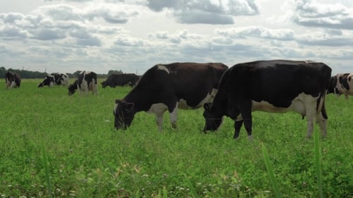 Black and White Cows in a Grassy Field Grazing on Pasture