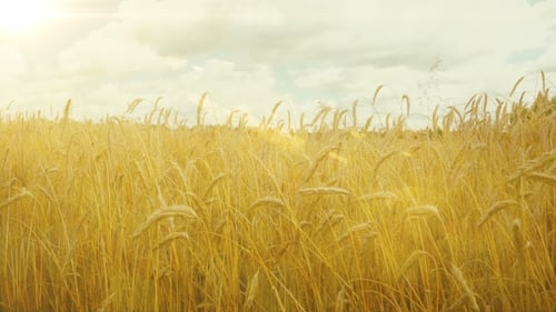 Field of Golden Ripe Wheat Ready to be Harvested at Summer