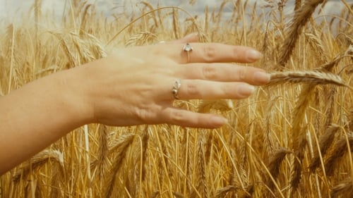 of of Woman's Hand Running Through Golden Wheat Field. Girl's Hand Touching Wheat