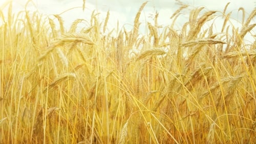 Field of Golden Ripe Wheat Ready To Be Harvested. Summer. Sunny Day