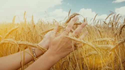 Woman's Hand Touching Golden Wheat Field
