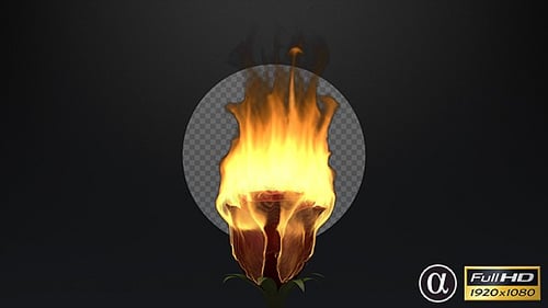 3D Rosenblume auf Feuer