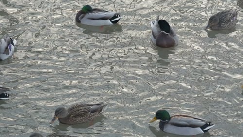 Ducks Breed Mallards Swim in the Lake